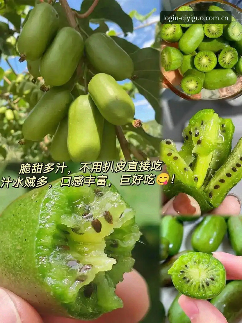 奇异果体育版本更新详解